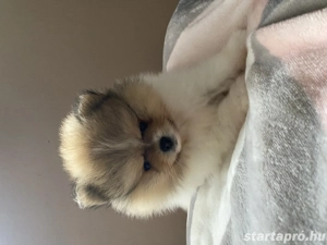Pomerania törpespicc  - kép 3
