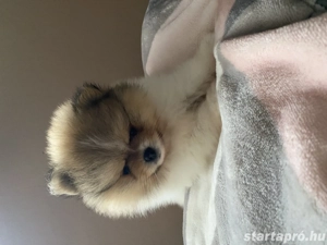 Pomerania törpespicc  - kép 2