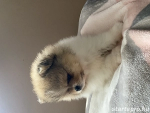 Pomerania törpespicc  - kép 4