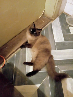 Eladók ragdoll jellegű kiscicák - kép 15