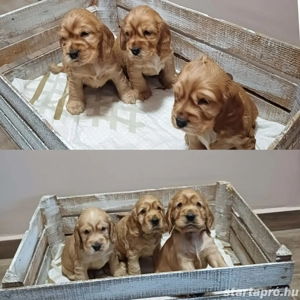 Angol cocker spániel kiskutyusok