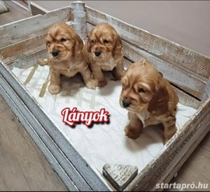 Angol cocker spániel kiskutyusok - kép 3