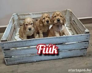 Angol cocker spániel kiskutyusok - kép 2