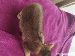 Beng li abesszin cicusok - kép 3