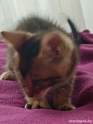 Beng li abesszin cicusok - kép 2