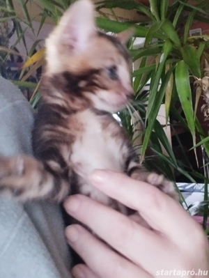 Beng li abesszin cicusok