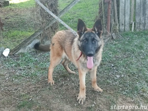 Német juhász, németjuhász - kép 5