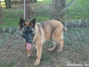 Német juhász, németjuhász - kép 4