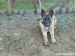 Német juhász, németjuhász - kép 3