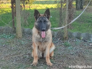 Német juhász, németjuhász - kép 2