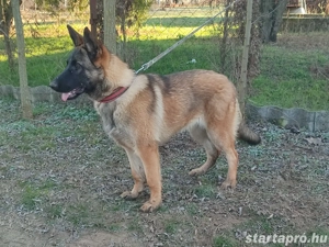Német juhász, németjuhász - kép 6
