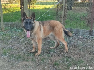 Német juhász, németjuhász - kép 7