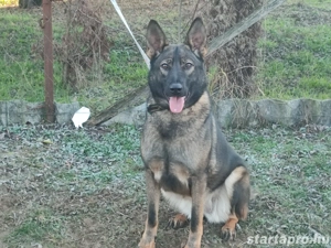 Németjuhász, német juhász - kép 4