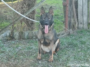 Németjuhász, német juhász - kép 3