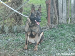 Németjuhász, német juhász - kép 2