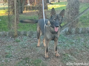 Németjuhász, német juhász - kép 6