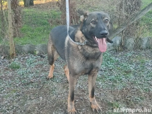 Németjuhász, német juhász - kép 7