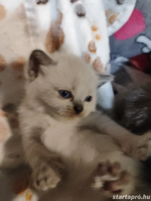 Brit rövid szőrű kiscicák  - kép 2