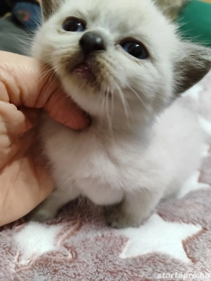 Brit rövid szőrű kiscicák  - kép 3