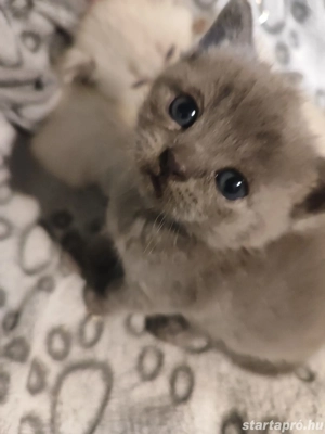 Brit rövid szőrű kiscicák  - kép 6