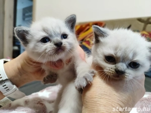 Brit rövid szőrű kiscicák  - kép 5