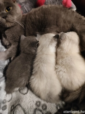Brit rövid szőrű kiscicák  - kép 4