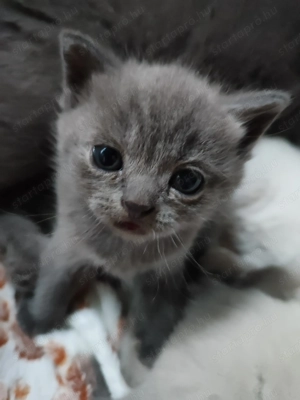 Brit rövid szőrű kiscicák  - kép 7