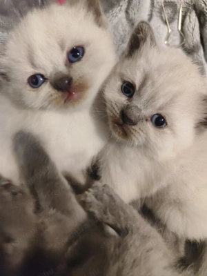 Brit rövid szőrű kiscicák  - kép 8