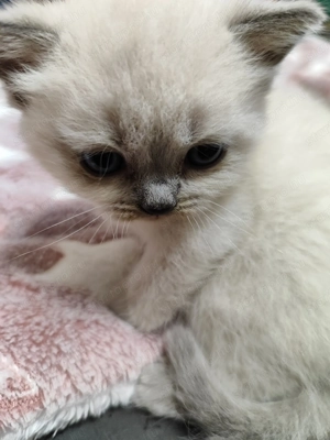 Brit rövid szőrű kiscicák  - kép 9