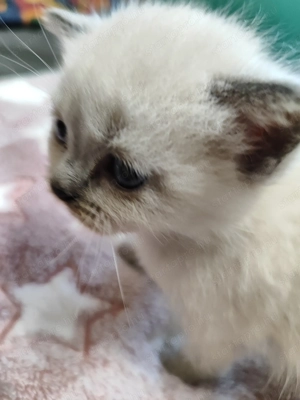 Brit rövid szőrű kiscicák  - kép 10