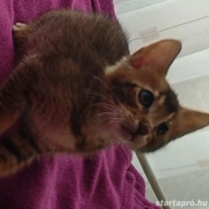 Beng li abesszin kiscic k - kép 3