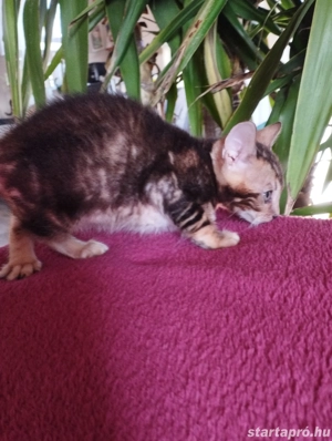 Beng li abesszin cicusok - kép 2