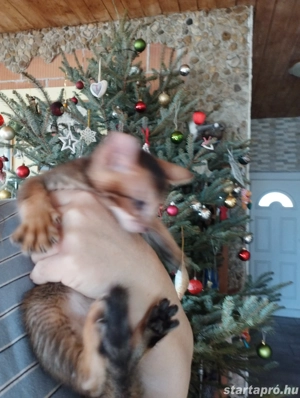 Beng li abesszin cicusok - kép 3