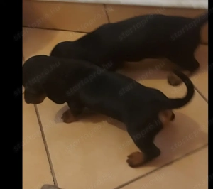 Törpe tacskok... - kép 2