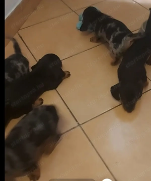 Törpe tacskok... - kép 3