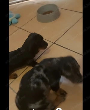 Törpe tacskok... - kép 4