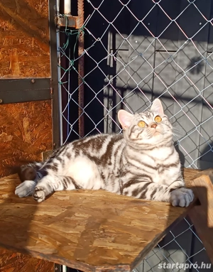 Brit kiscicák tavaszi születéssel előjegyezhetők - kép 7