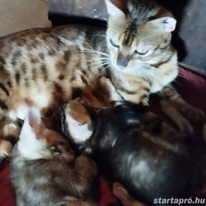 Beng li abesszin kiscic k - kép 2