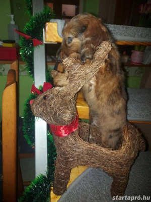 Hosszúszőrű tacsi - kép 2