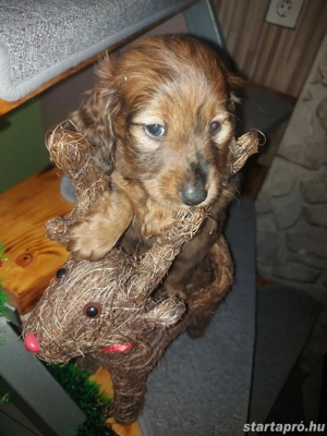 Hosszú szőrű fiú harlekin tacskó  - kép 3