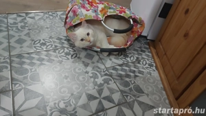 Szibériai macska keres gazdit - kép 2