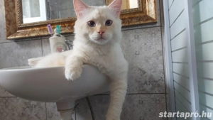 Szibériai macska keres gazdit - kép 3