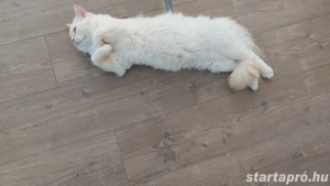 Szibériai macska keres gazdit - kép 4