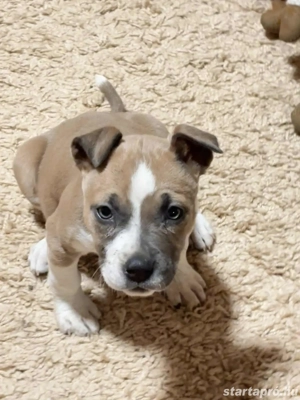 Pitbull jellegű kislány - kép 2
