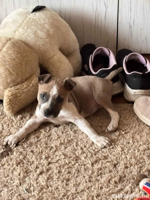 Pitbull jellegű kislány - kép 3