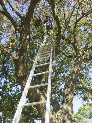 Fakivágás, szállításal , aprítással. - kép 7