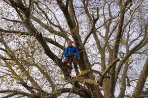 Fakivágás, szállításal , aprítással. - kép 8