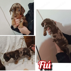 Tacskó fiú kiskutyus - kép 2