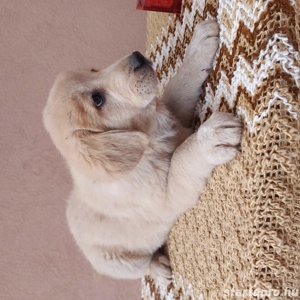 Közép-ázsiai juhász szuka kutya.  - kép 2