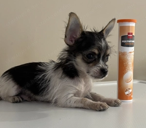 Csivava extramini!! Kiskutyák - kép 2